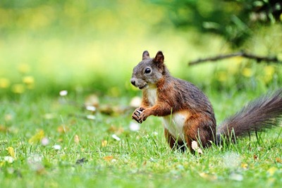 Wild Squirrel Close-Up Portrait
